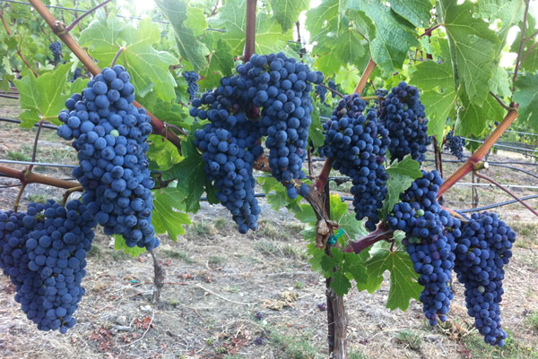 Grape vines on mount veeder